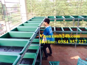 Giàn rau sân thượng tại Nguyễn Khoái