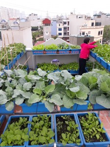 Cách làm vườn rau tại nhà đơn giản