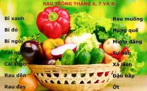 14 loại rau dễ trồng tháng 6, 7, 8 “ăn hoài không hết”