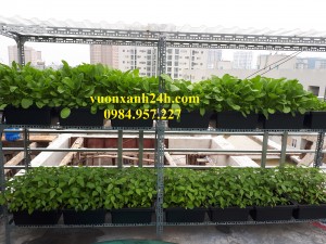 Giàn trồng rau 2 tầng 14 chậu màu đen(48*34*16) có mái che