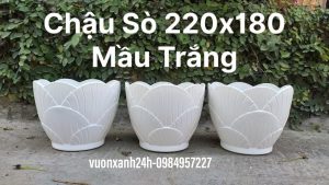 Chậu nhựa con sò ( 22cmx 18 cm )