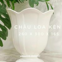 chậu nhựa loa kèn giả sứ