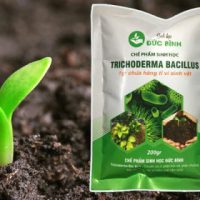 Nấm đối kháng trichoderma Đức Bình